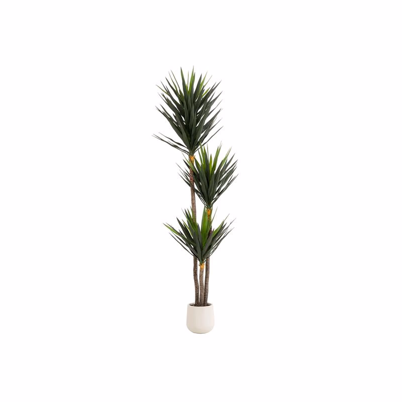 Deko rastlina Yucca 250 cm