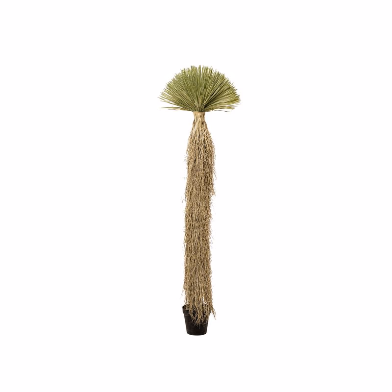 Yucca Rostrata dekoračná rastlina béžová 240 cm