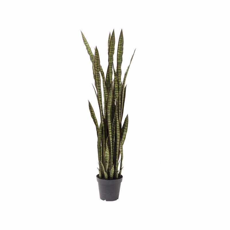 Sansewieria dekoratívna rastlina 155 cm