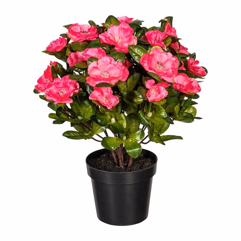 Azalkový ker x6, 32 cm, tmavoružový