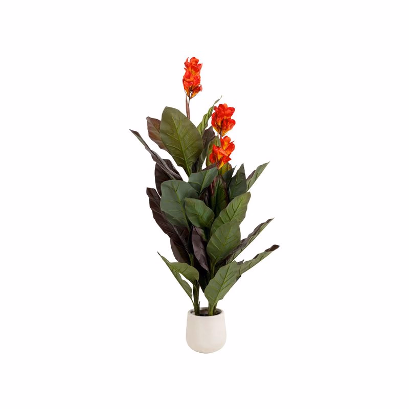 Dekoratívna rastlina Canna Lily 165 cm